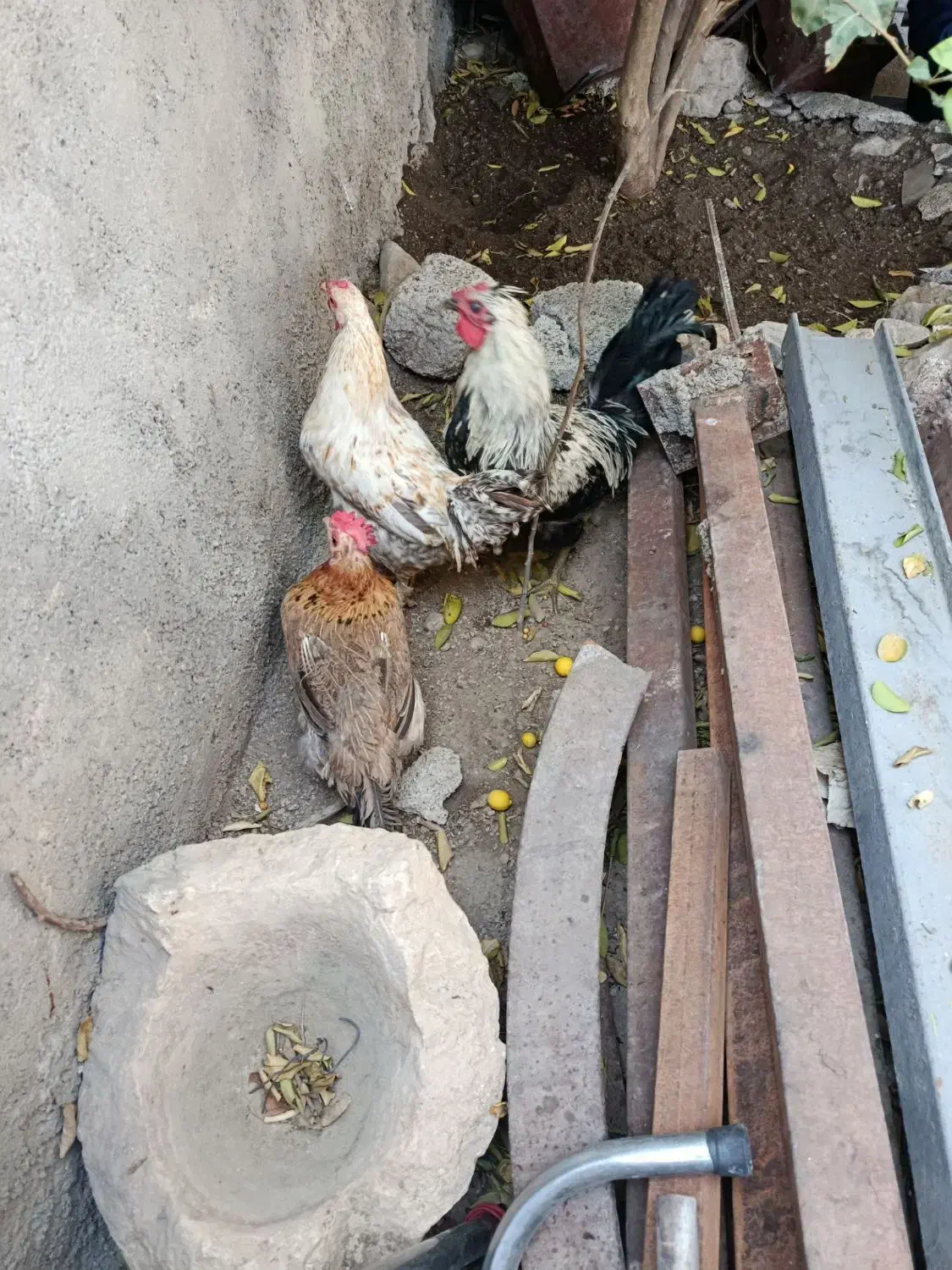 فروش مرغ وخروس|حیوانات مزرعه|باشت, |دیوار