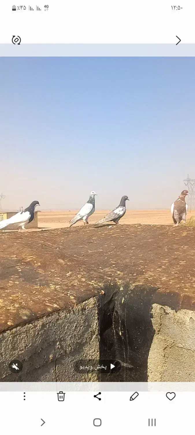 کبوتر|پرنده|چناران, |دیوار