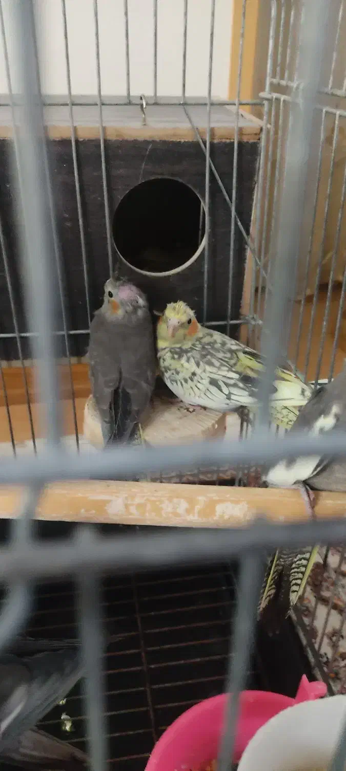 جوجه عروس هلندی|پرنده|پاکدشت, شهرک امام رضا|دیوار