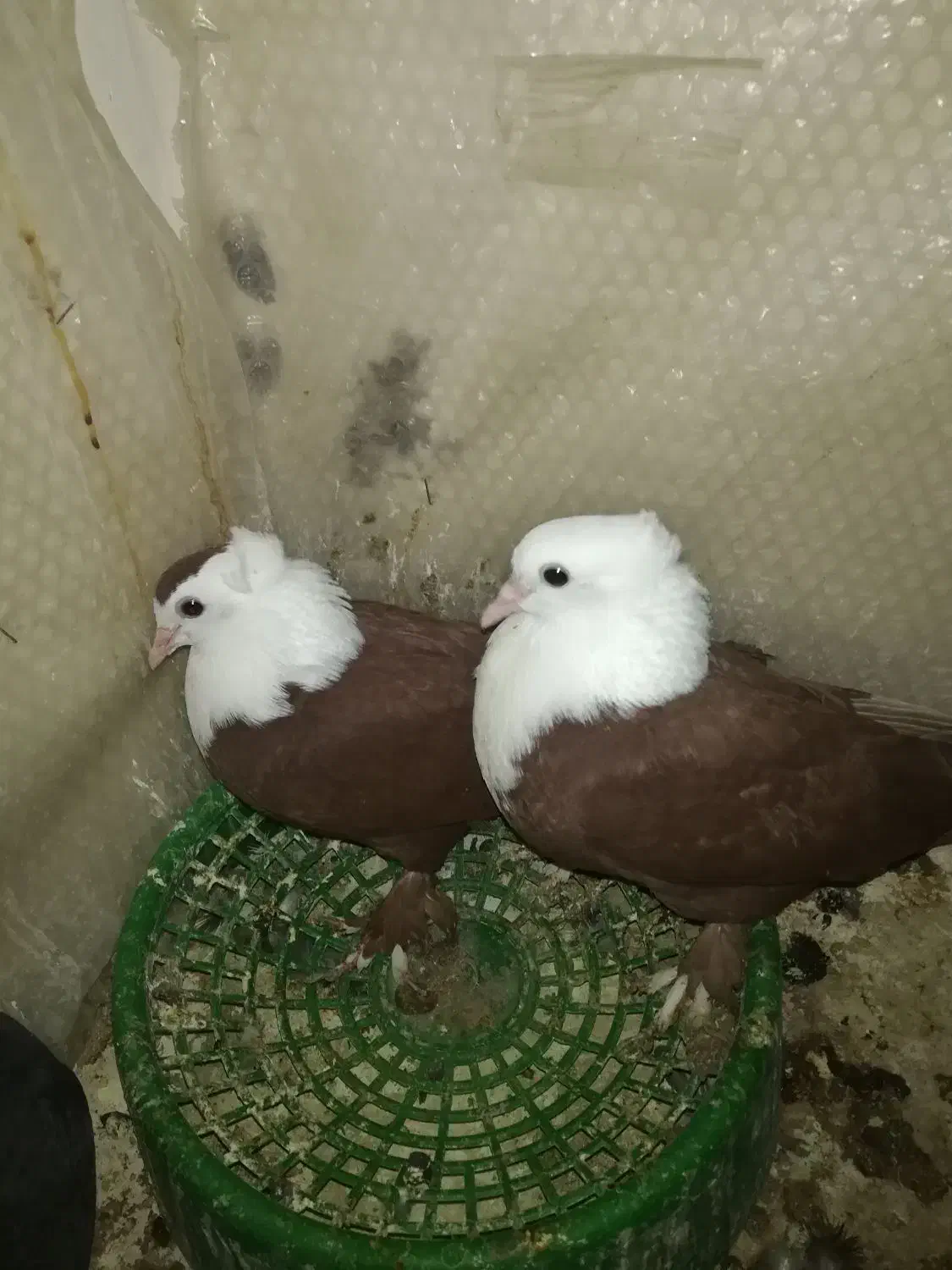 جفت جوجه کله سفید سرخ|پرنده|شوشتر, |دیوار