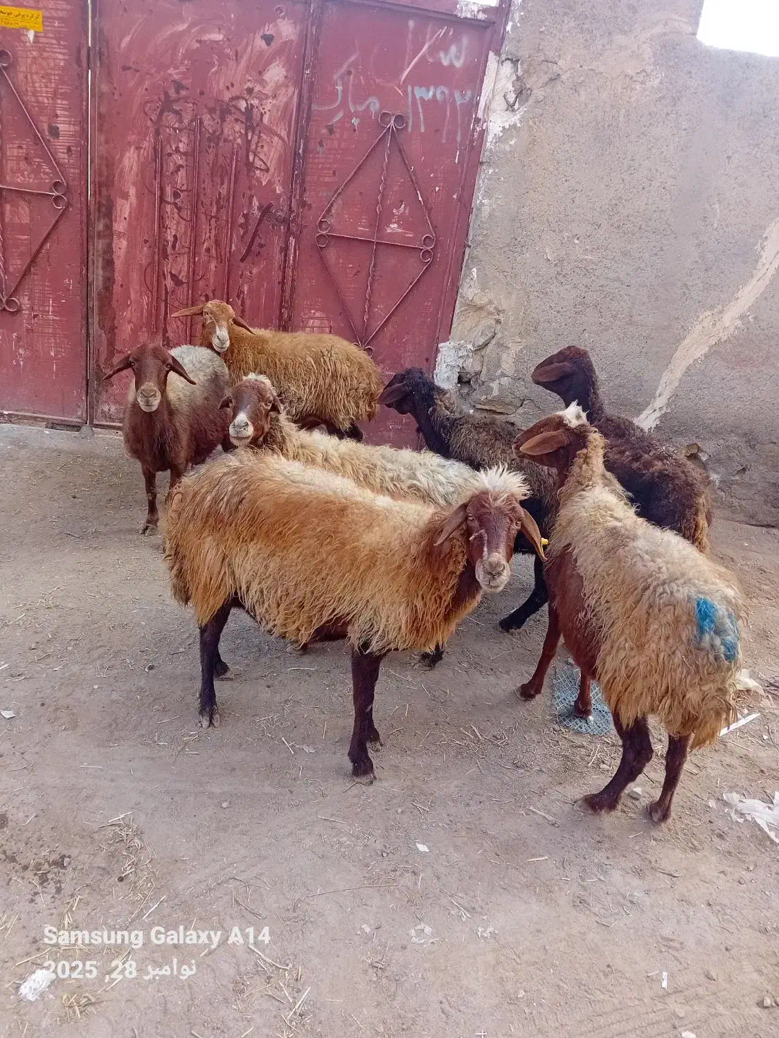 ۷عدد گوسفند سرحال برای یلینی وبوغاز برای فروشی|حیوانات مزرعه|اردبیل, |دیوار