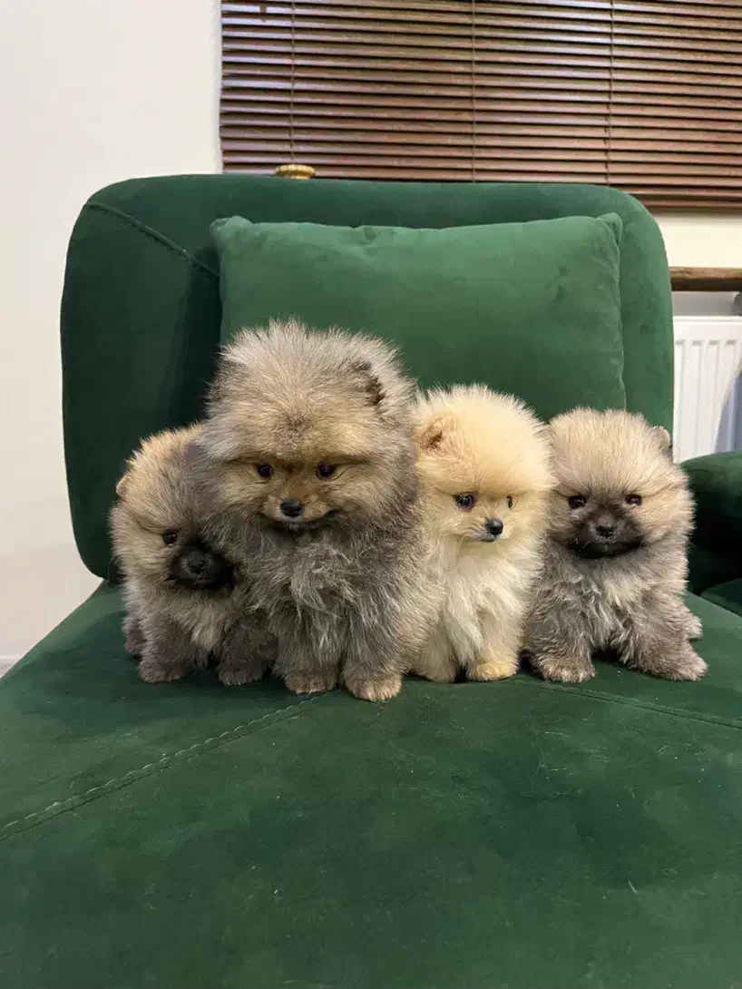 سگ پامر بوفیس، تیکاپ|سگ|تهران, شهرک مخابرات|دیوار