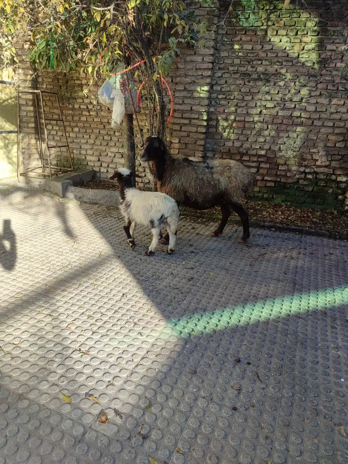 گوسفند|حیوانات مزرعه|گرگان, |دیوار