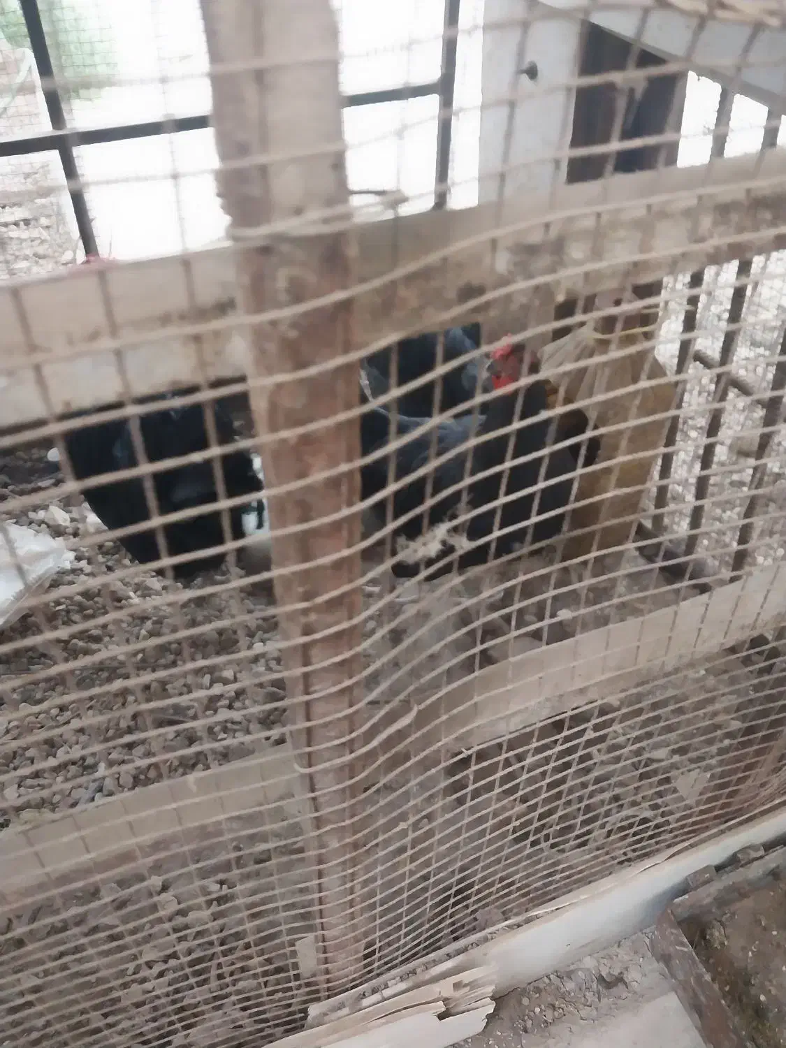 مرغ وخروس|حیوانات مزرعه|بندر کنگان, |دیوار