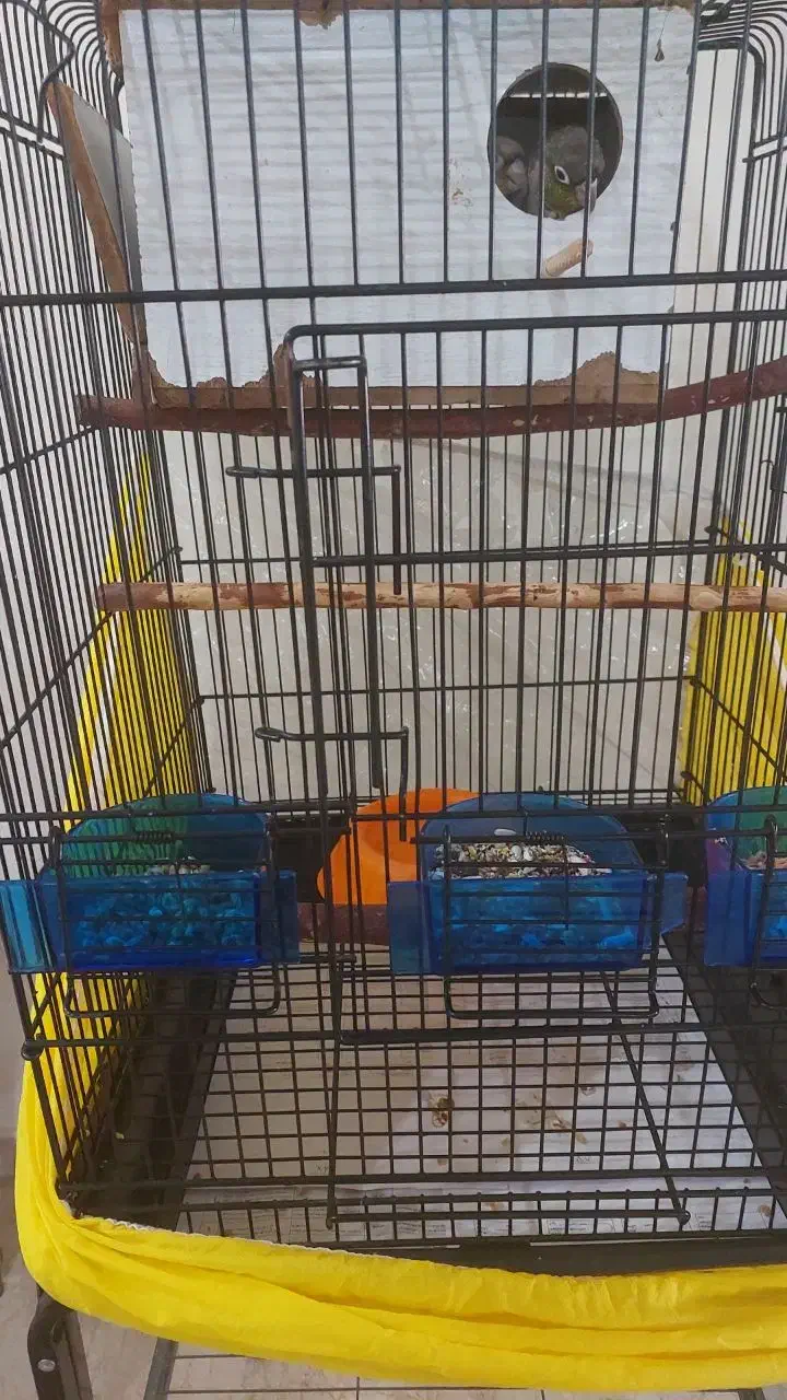 فروش قفس و وسایل جانبی و پایه|لوازم جانبی حیوانات|تهران, امیریه|دیوار
