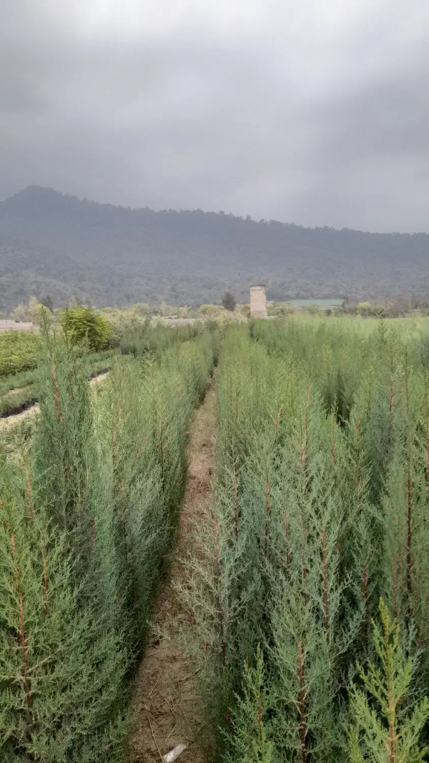 انواع نهال اوکالیپتوس و..|گل و گیاه طبیعی|قرق, |دیوار