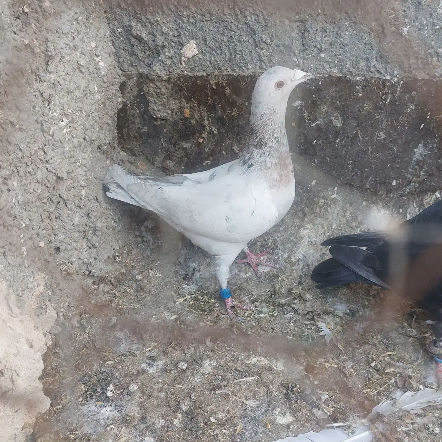 کفتر|پرنده|مشهد, مشکینی (شهرک غرب)|دیوار