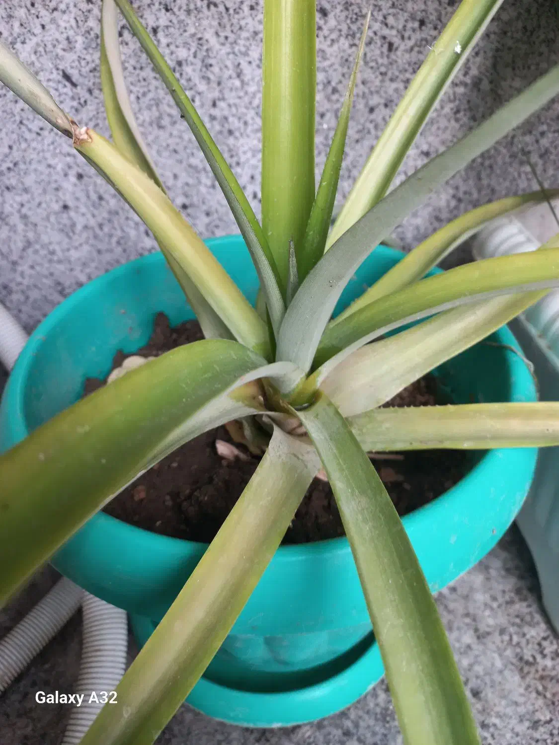 آناناس  دو ساله|گل و گیاه طبیعی|اندیشه, اندیشه فاز ۴|دیوار