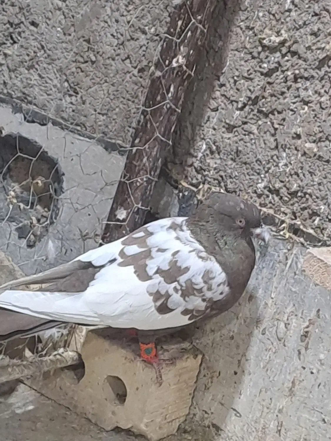 کفتر سینه پلاکی|پرنده|زرقان, |دیوار