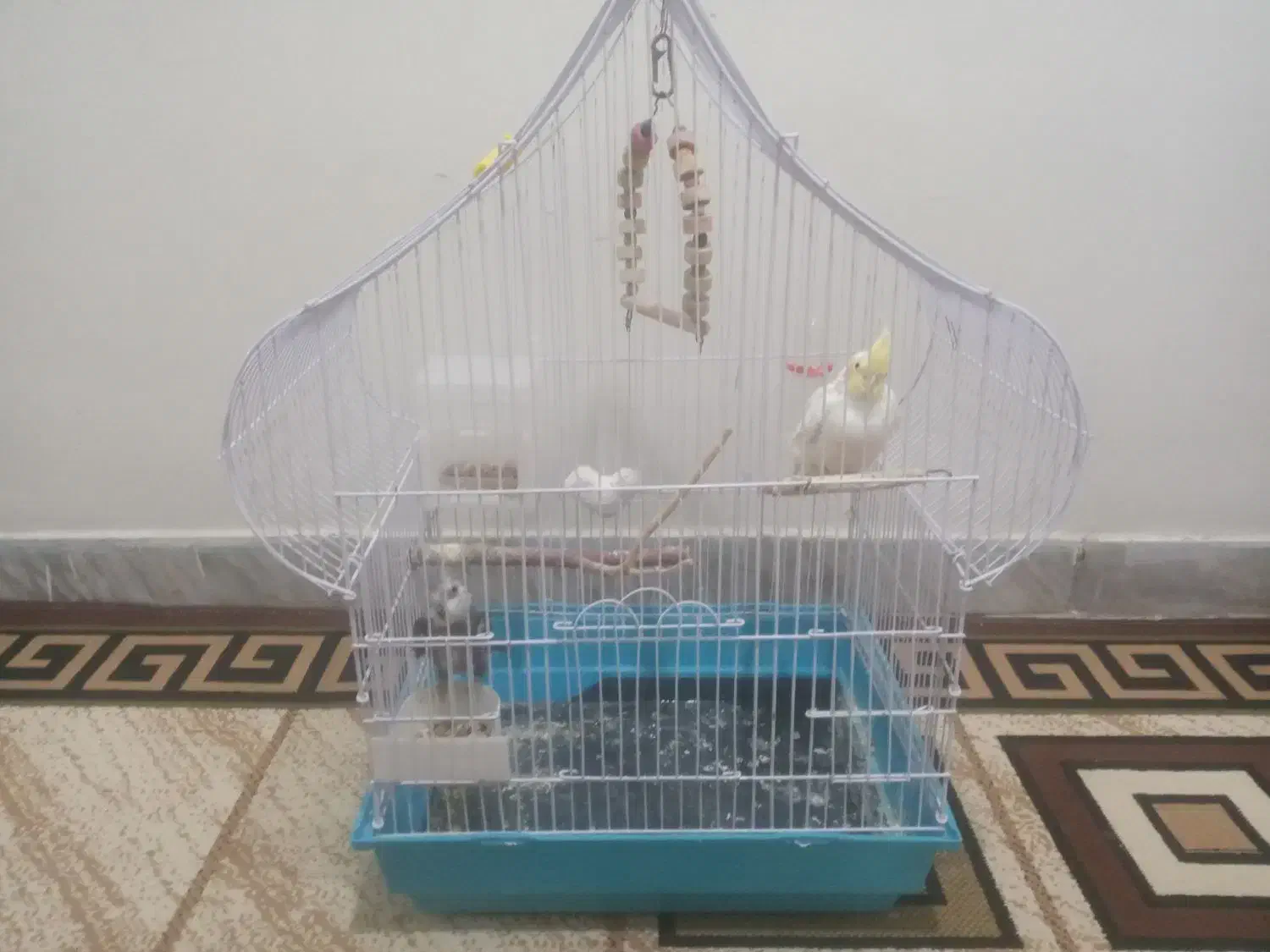 عروس هلندی|پرنده|کبودرآهنگ, |دیوار