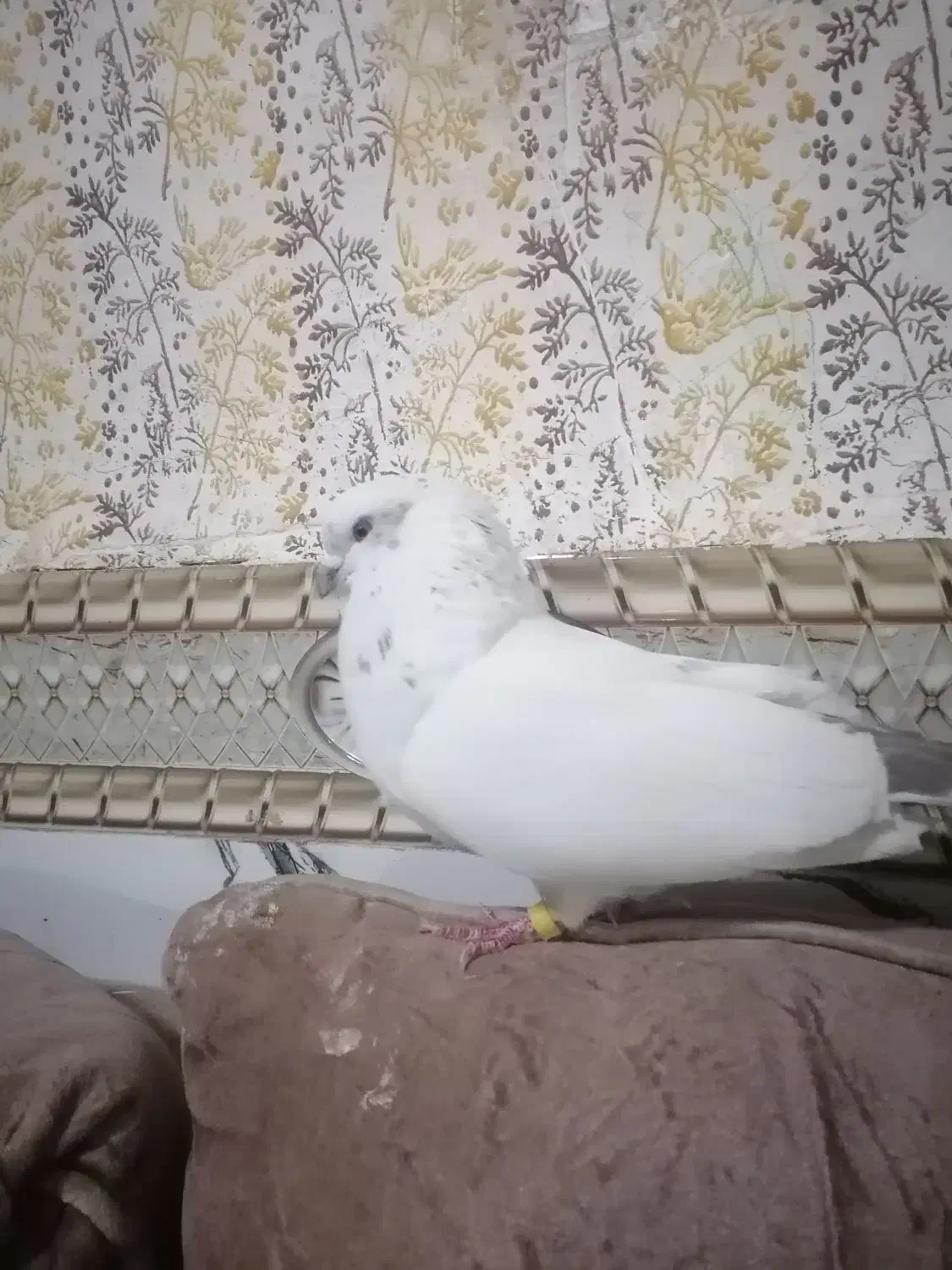 کفتر پرنده|پرنده|بم, |دیوار