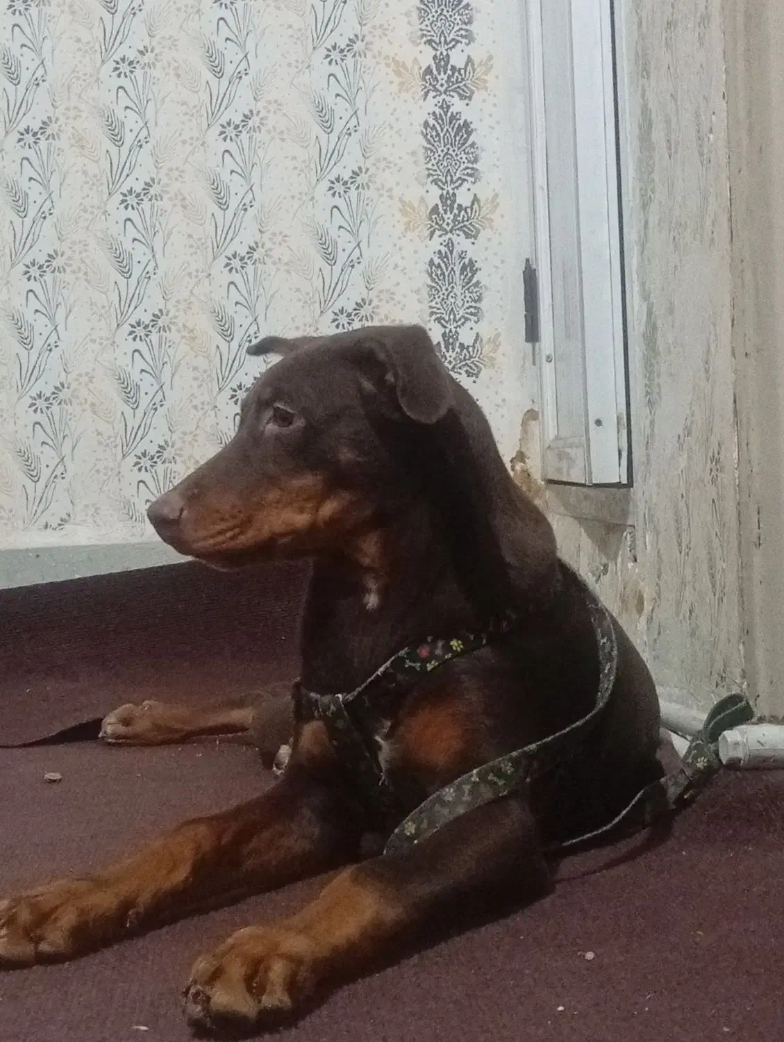 دوبرمن|سگ|مشهد, شهرک بهارستان|دیوار