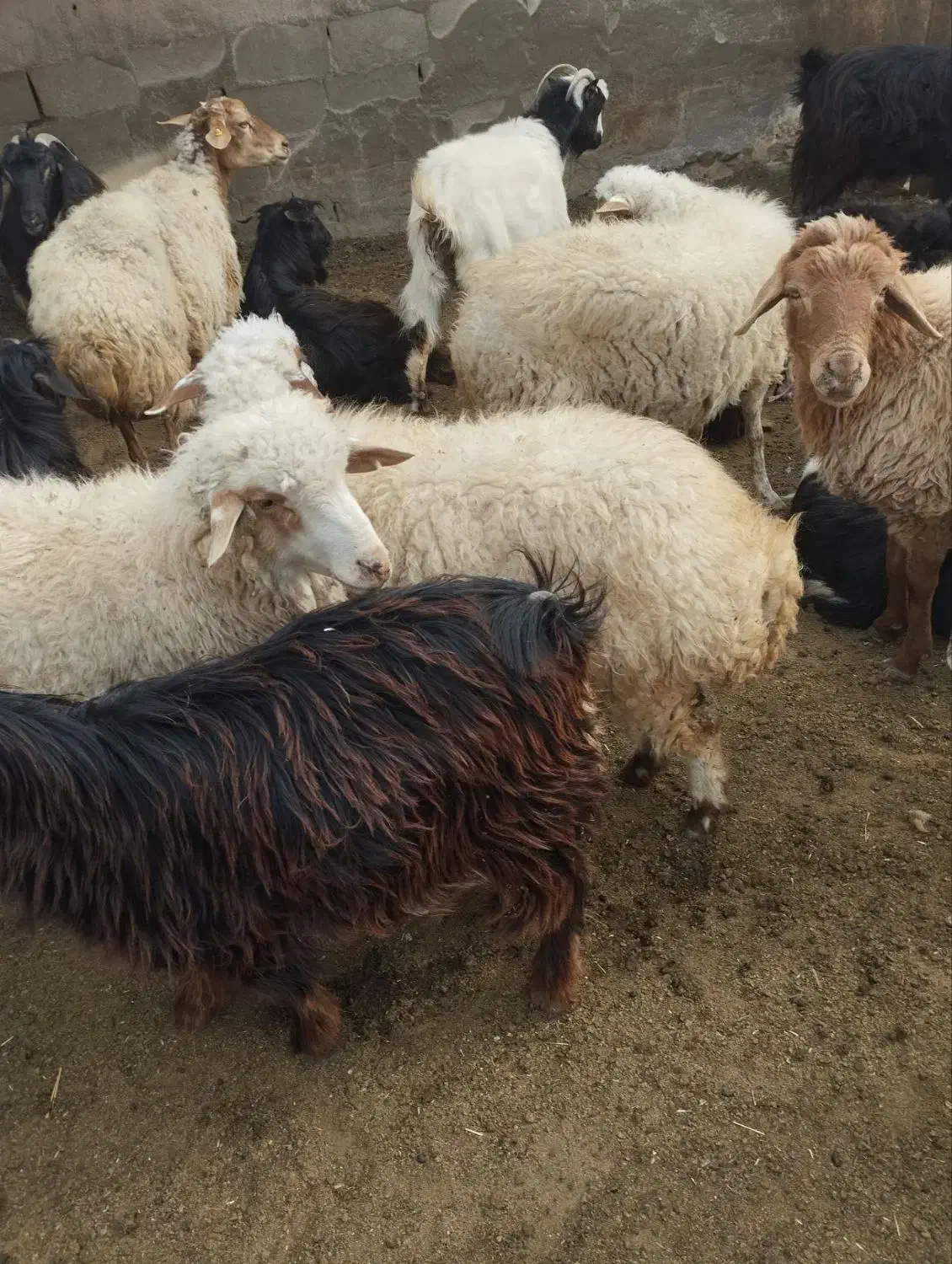 کوسفند|حیوانات مزرعه|ارشق, |دیوار