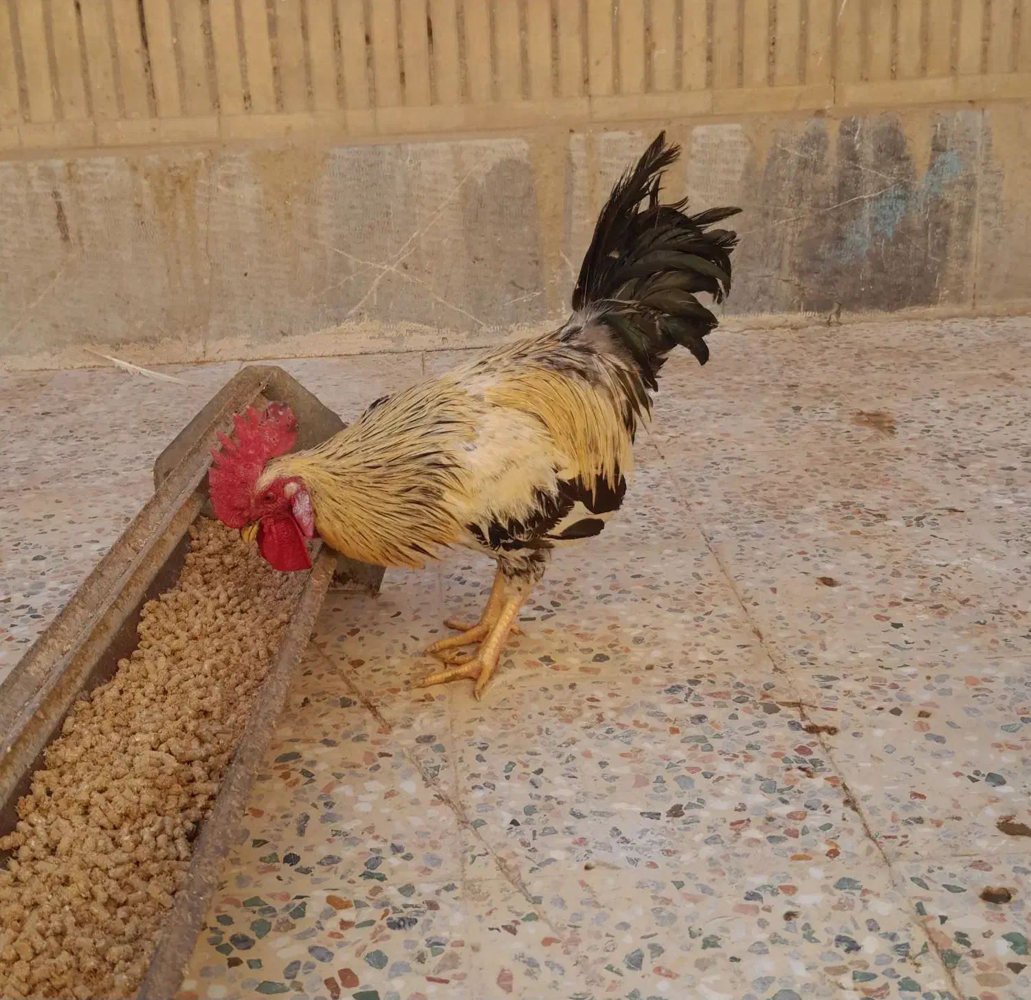 بوقلمون کرک وخروسهای محلی  اندیمشک هستم|حیوانات مزرعه|اندیمشک, |دیوار