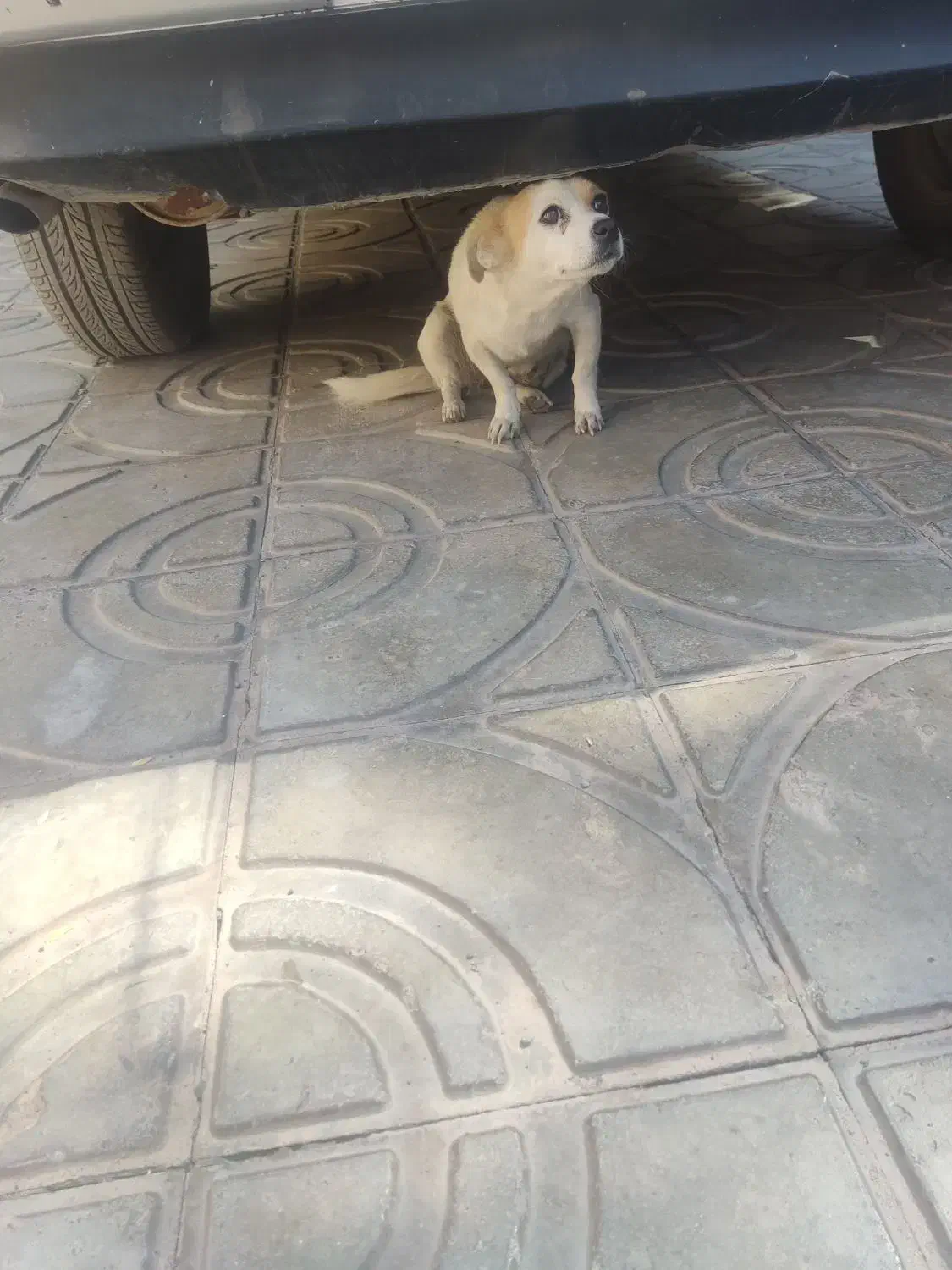 دوتا پا کوتا دارم  هر دو ماده|سگ|بم, |دیوار