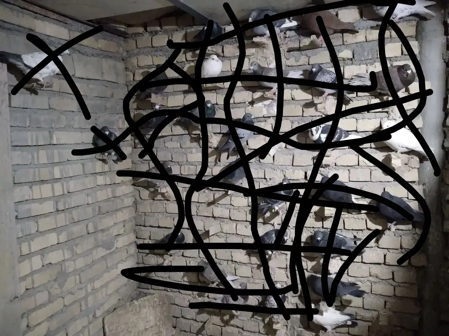 کود کفتر مرغوب|گل و گیاه طبیعی|مهریز, |دیوار