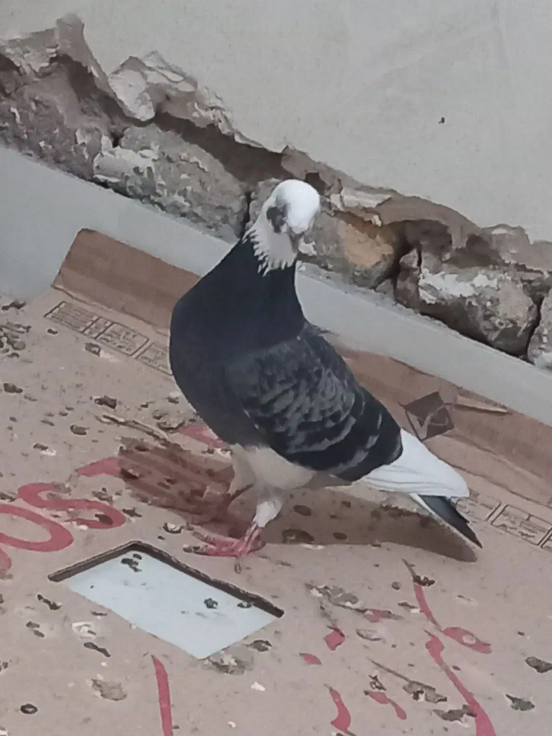 شازده جفت داوادا|پرنده|اردبیل, |دیوار