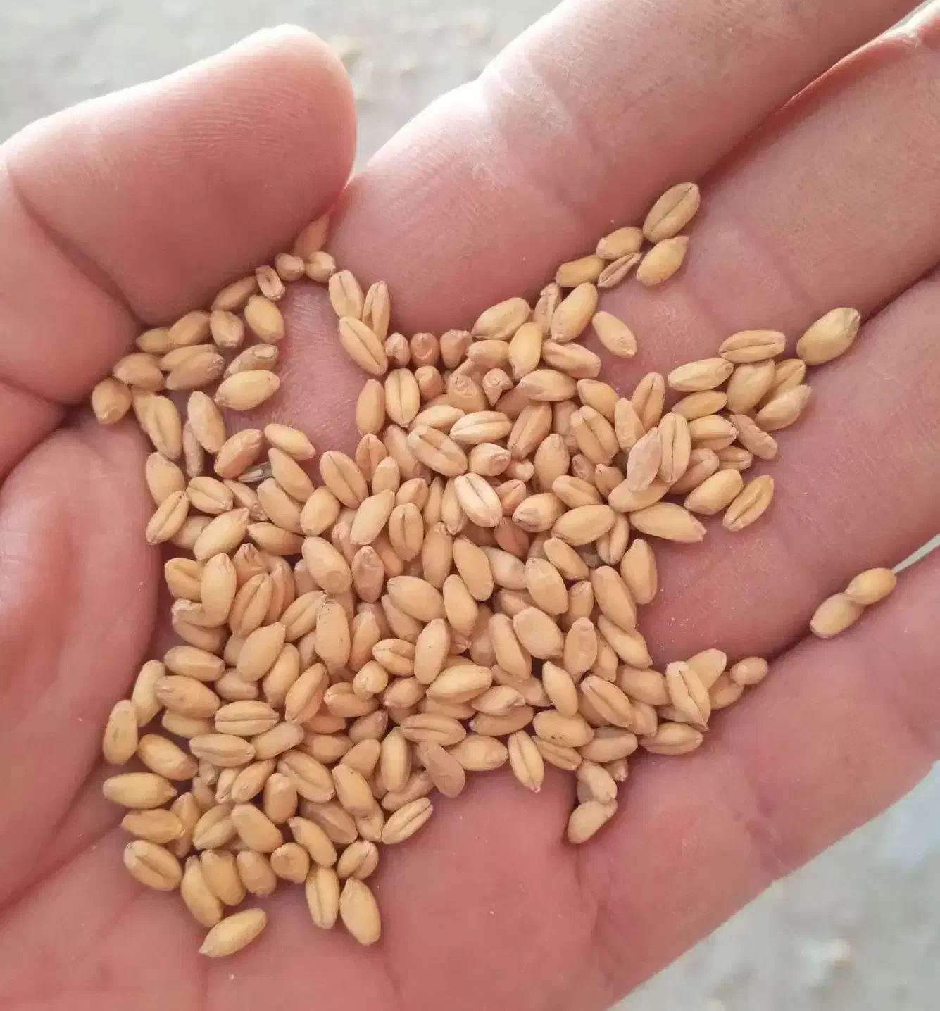 خریدار گندم و جو|خدمات باغبانی و درختکاری|لردگان, |دیوار