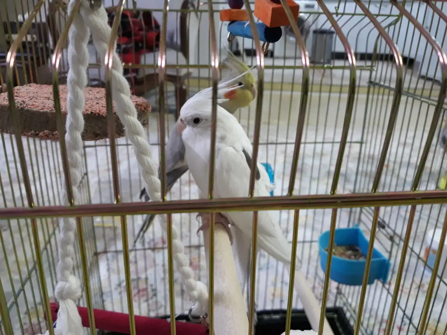 عروس هلندی|پرنده|تهران, مسعودیه|دیوار