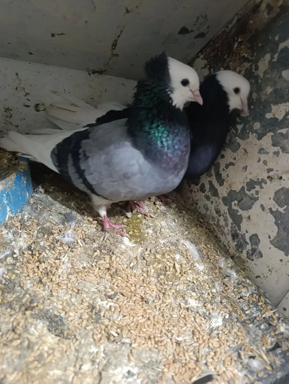 جفت پلنگ اسطوره نایاب|پرنده|بم, |دیوار