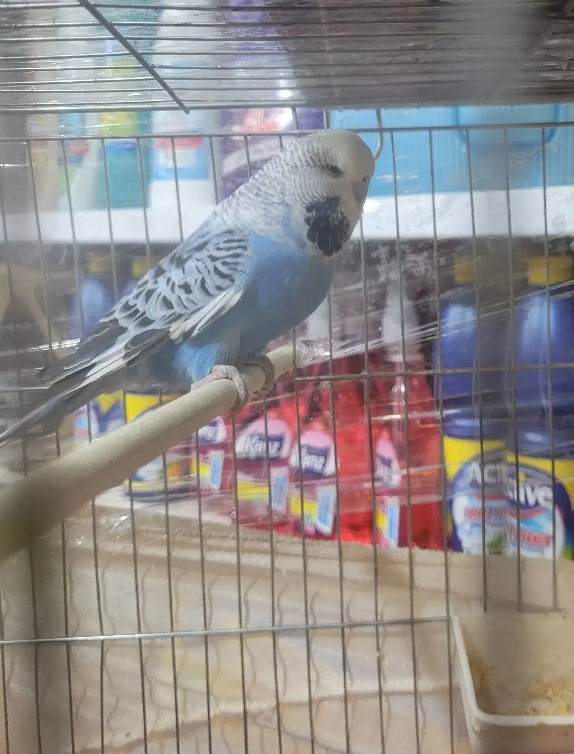 مرغ عشق انگلیسی مولد|پرنده|پاکدشت, حصار امیر|دیوار