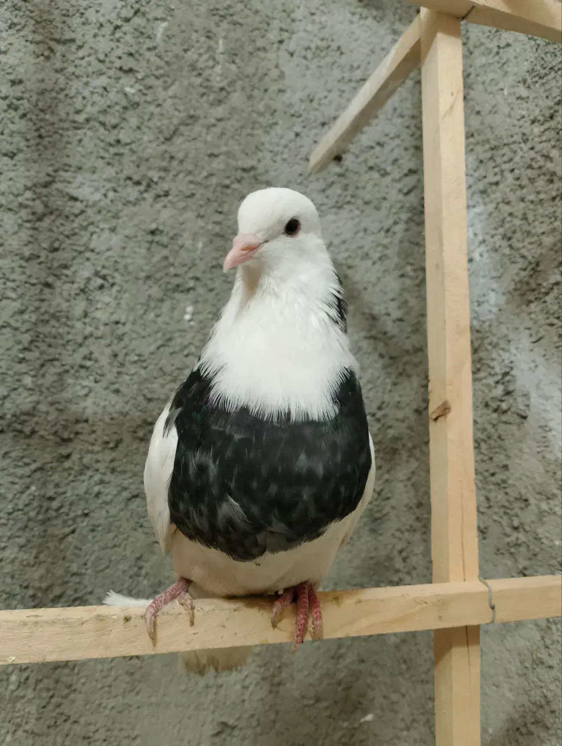 کفتر پرشی|پرنده|شیروان (خراسان), |دیوار