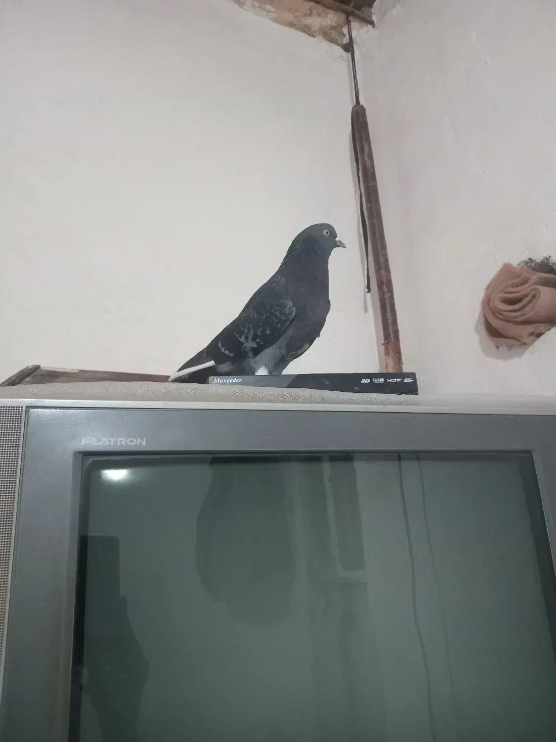 کبوتر|حیوانات|نهاوند, |دیوار