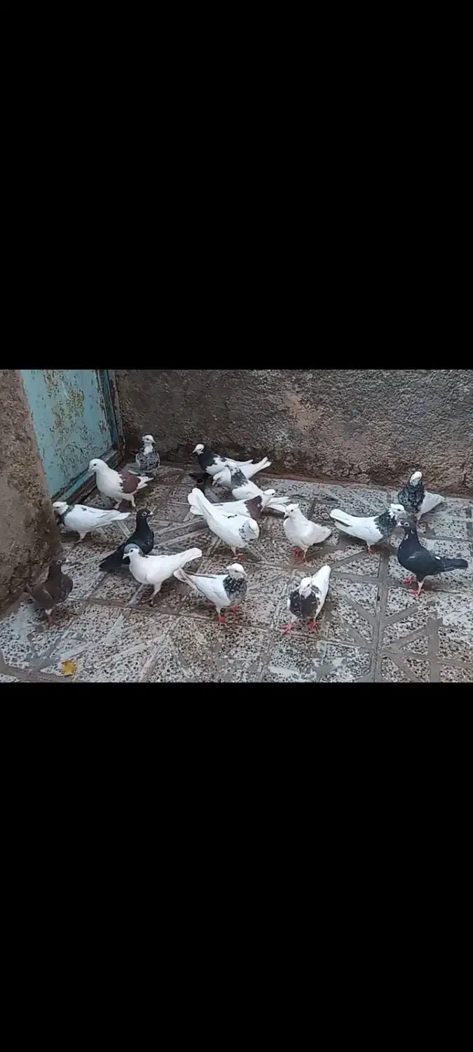 یک بوم کبوتر|پرنده|زیرکوه, |دیوار