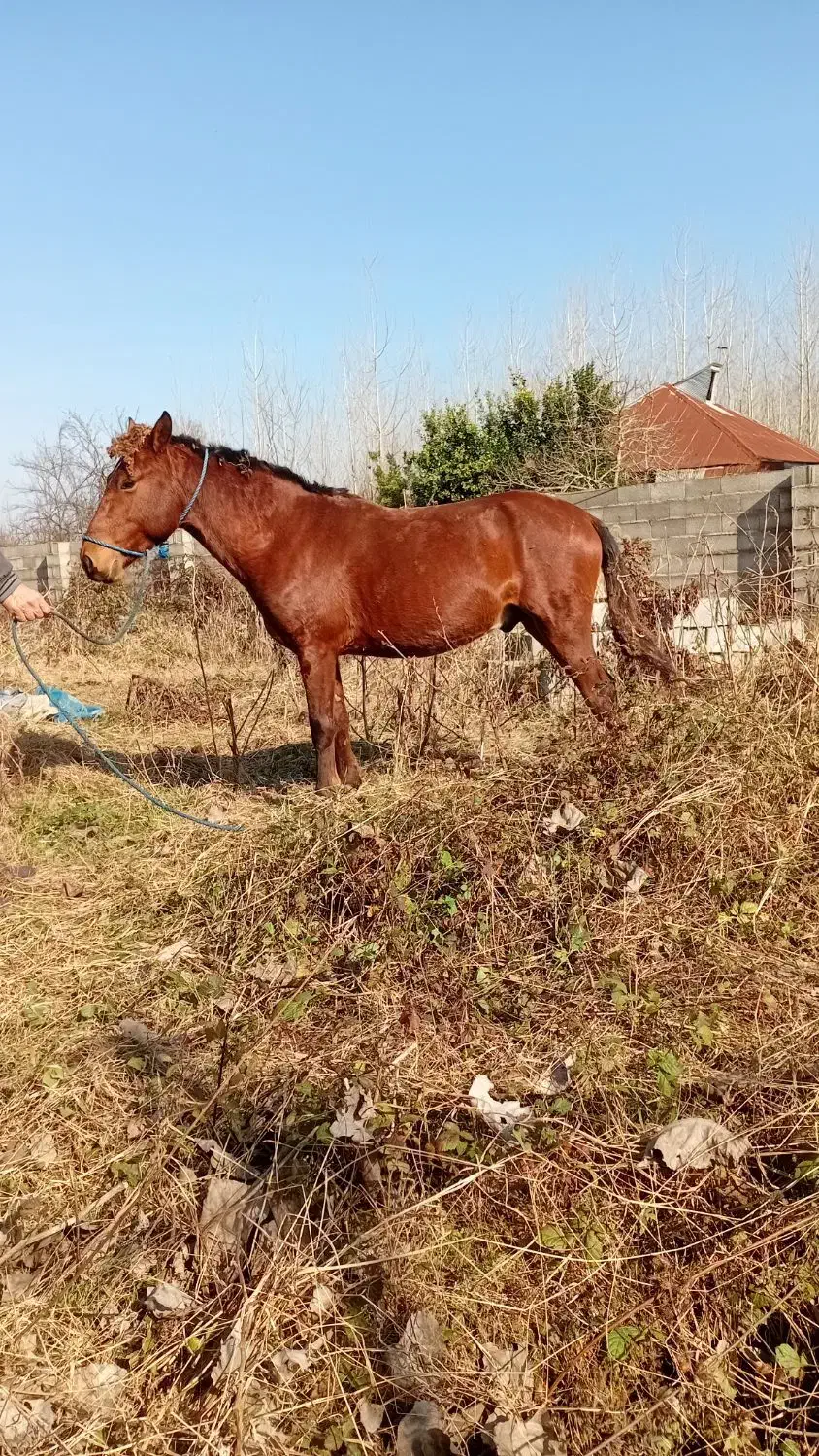 اسب کره ۳سال|اسب و تجهیزات اسب‌سواری|طاهرگوراب, |دیوار