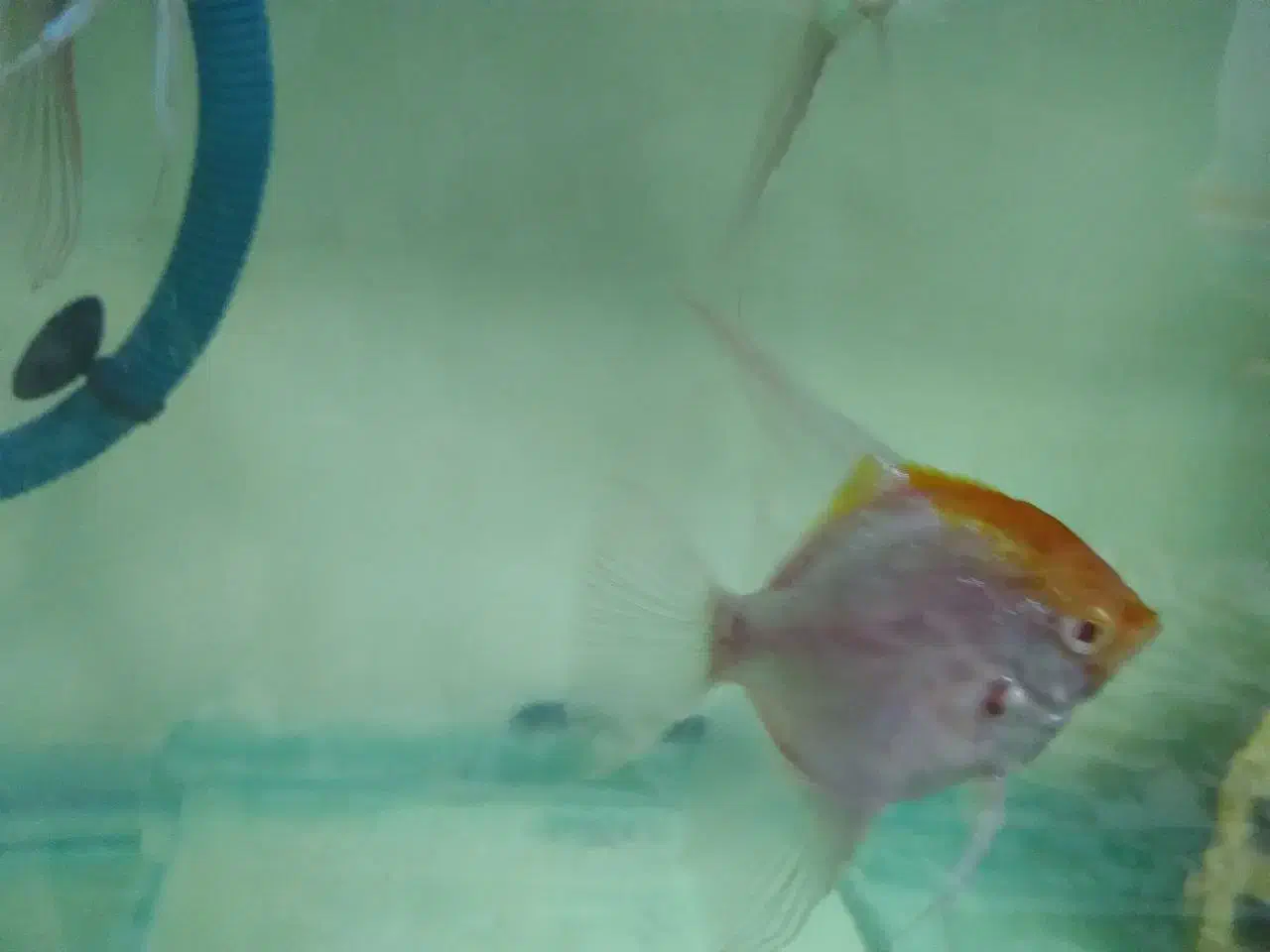 فروش انجل مولد|ماهی|مراغه, |دیوار