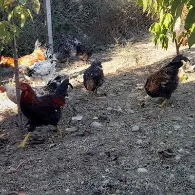 مرغ و خروس|حیوانات مزرعه|پارس‌آباد, |دیوار