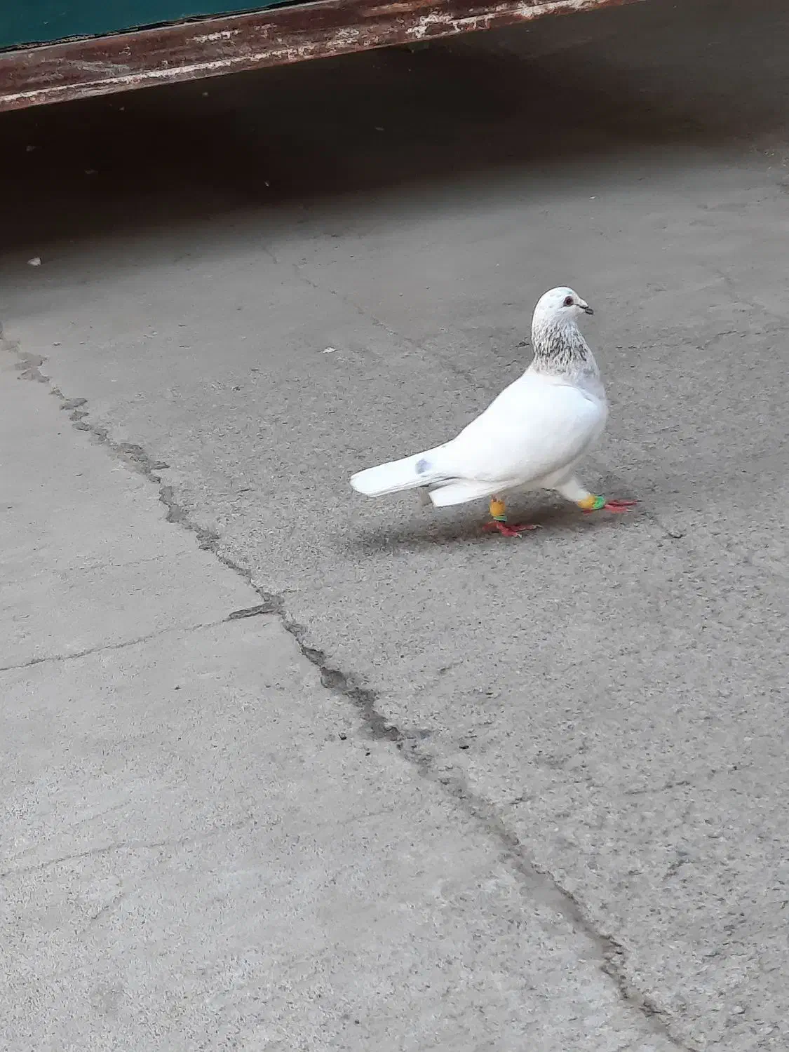 تخم|حیوانات مزرعه|مشهد, کارمندان دوم|دیوار