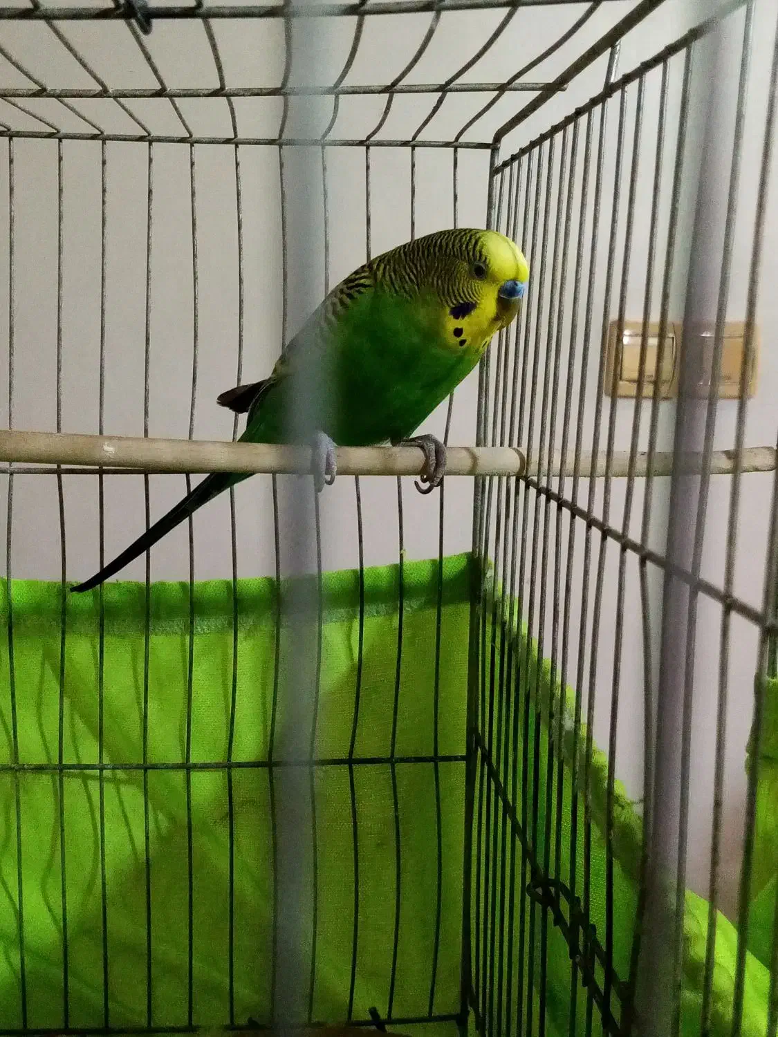 مرغ عشق|پرنده|تهران, شهرک فردوس (حسینی)|دیوار