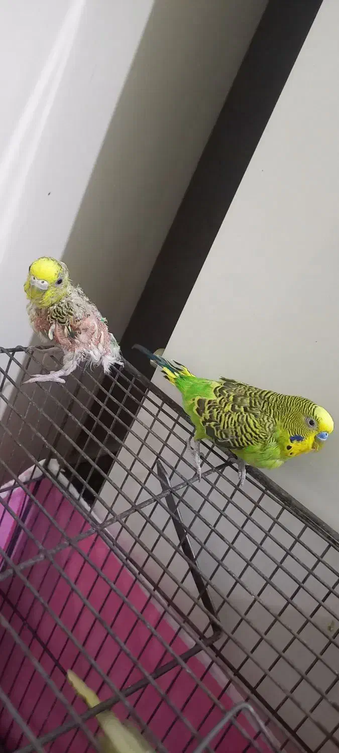 مرغ عشق نر.ماده|پرنده|خوی, |دیوار