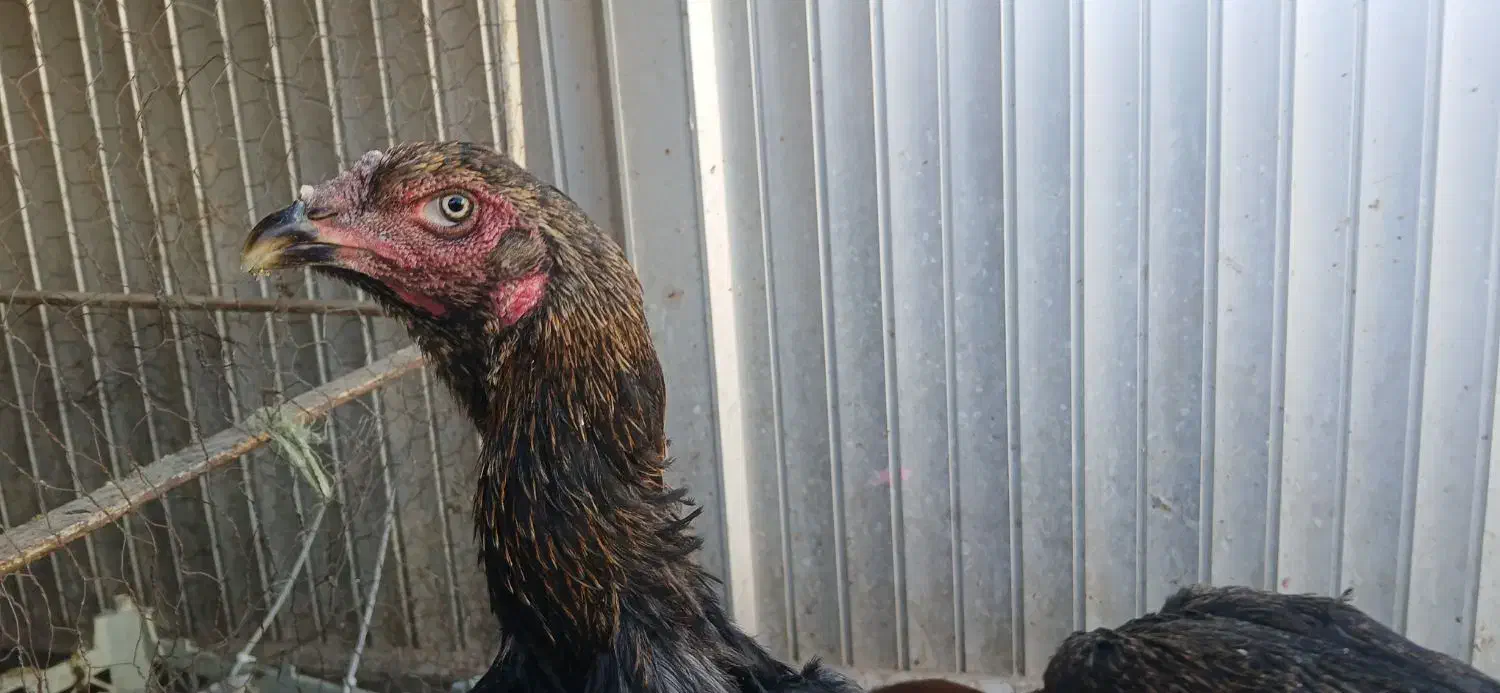 مرغ لاری اصیل|حیوانات مزرعه|مشهد, چهارچشمه|دیوار