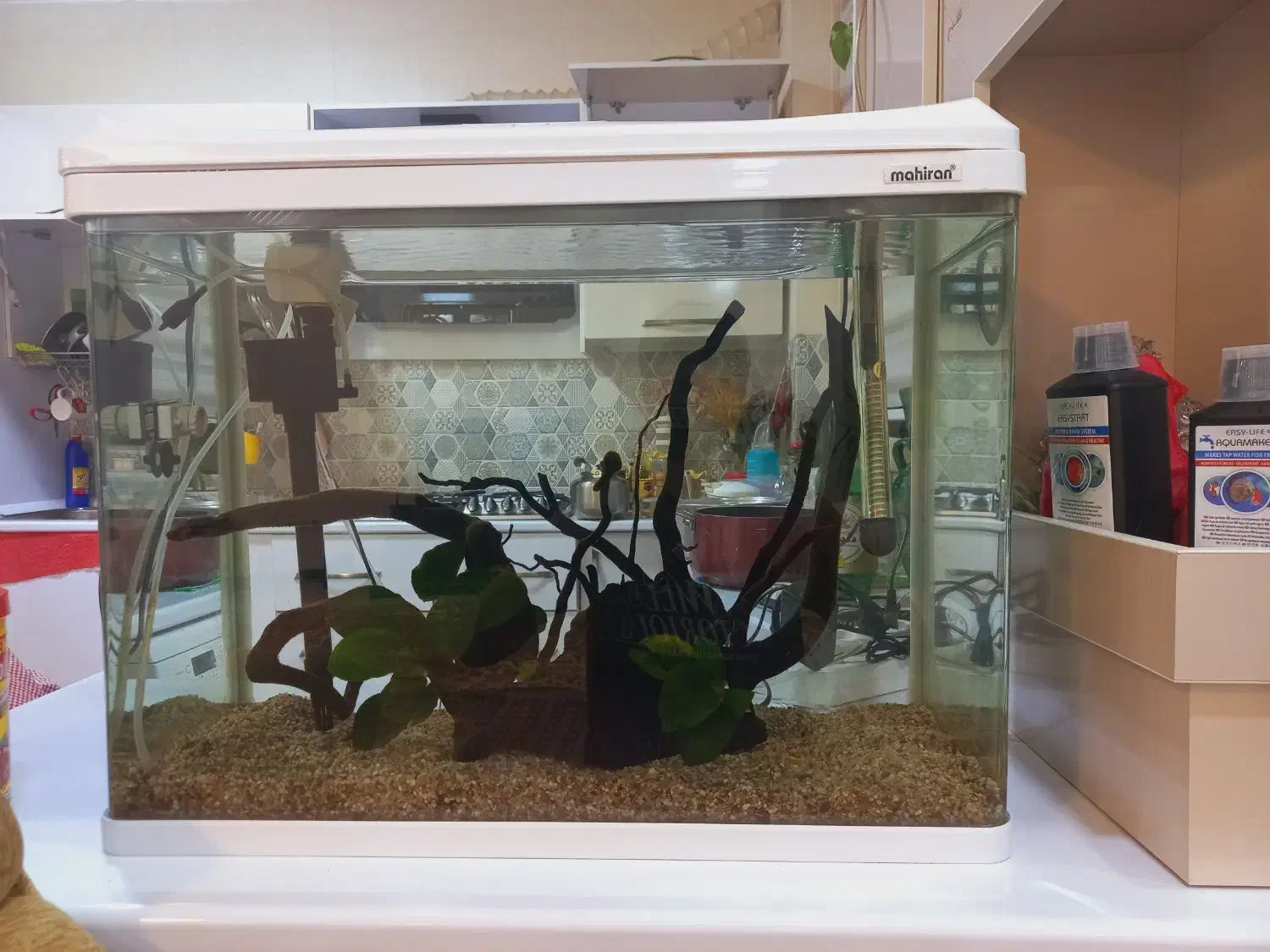 آکواریوم ماهیران|ماهی|شهرکرد, |دیوار