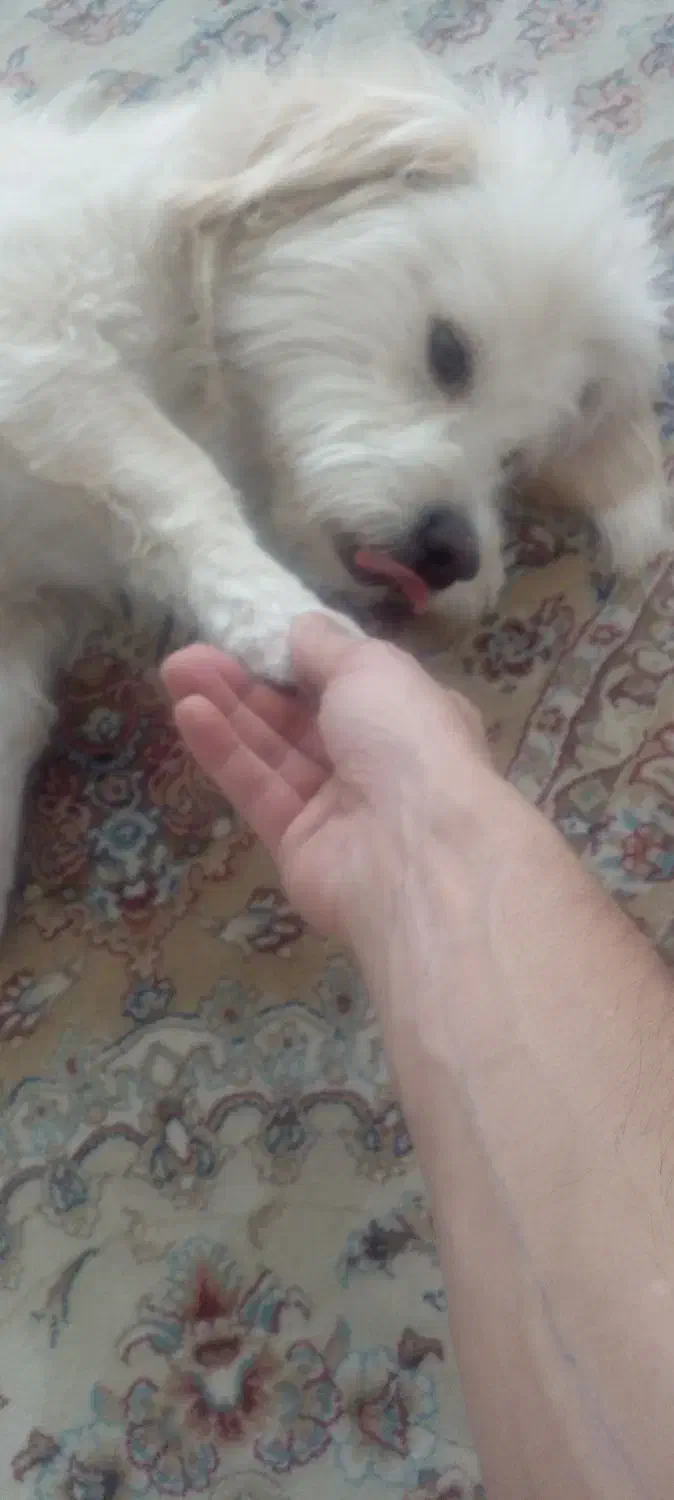 سگ آپارتمانی|سگ|فولادشهر, مسکن مهر فولادشهر|دیوار