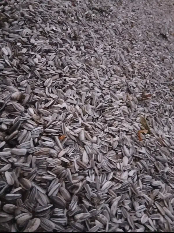 تخمه آفتابگردان|خوردنی و آشامیدنی|ساروق, |دیوار