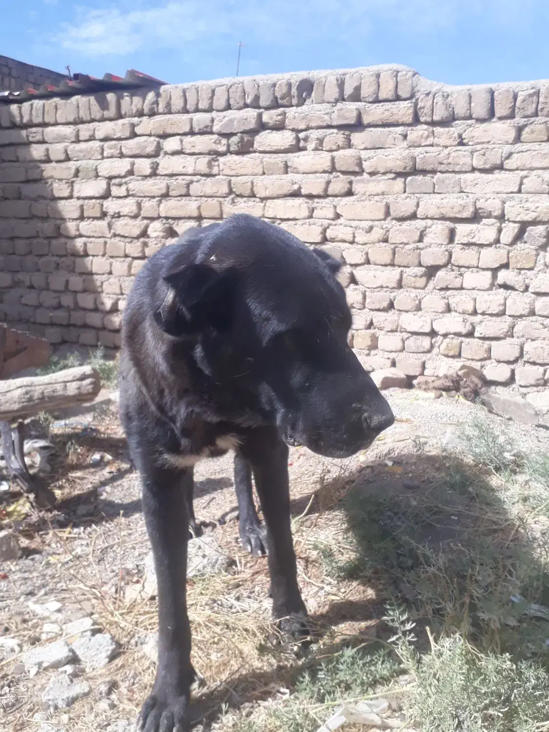 سگ سیاه|حیوانات|آوج, |دیوار