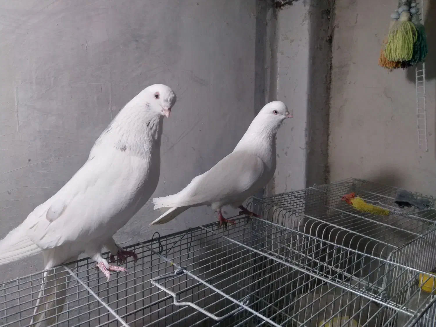 فروش انواع کبوتر نوک ریز|پرنده|بروجن, |دیوار