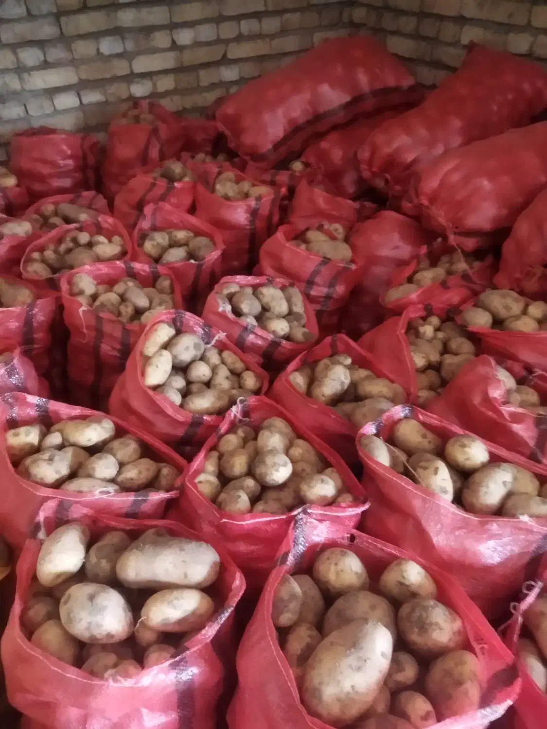 سیب زمینی|عمدهفروشی|کبودرآهنگ, |دیوار