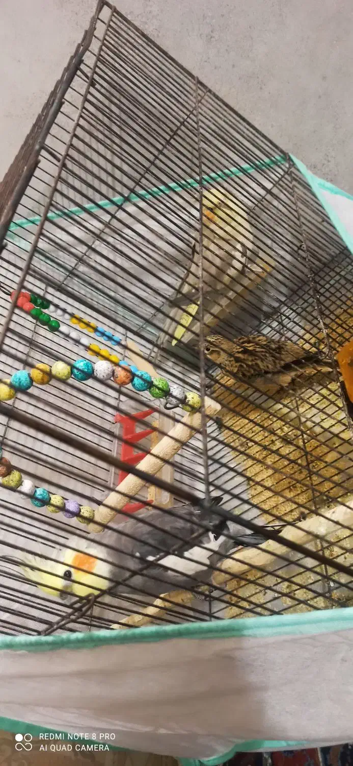 جفت عروس هلندی  و یک عدد سهره خاکی|پرنده|میبد, |دیوار