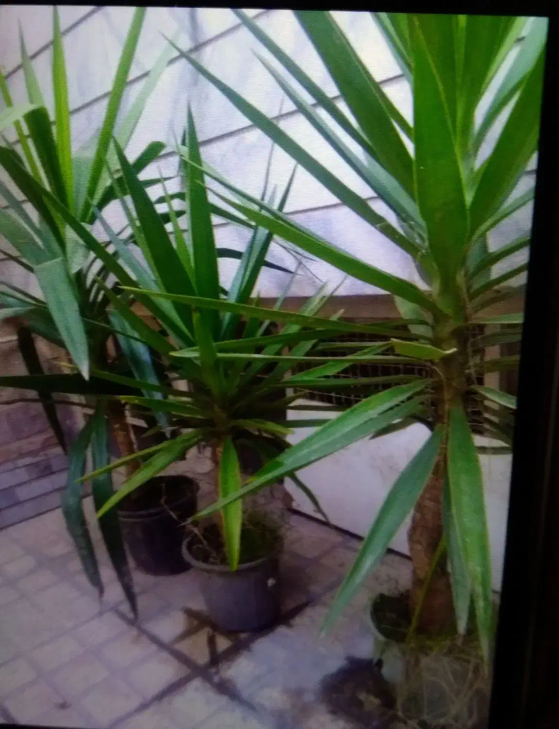 گل یوکا شاداب و سرحال|گل و گیاه طبیعی|ری, دیلمان|دیوار