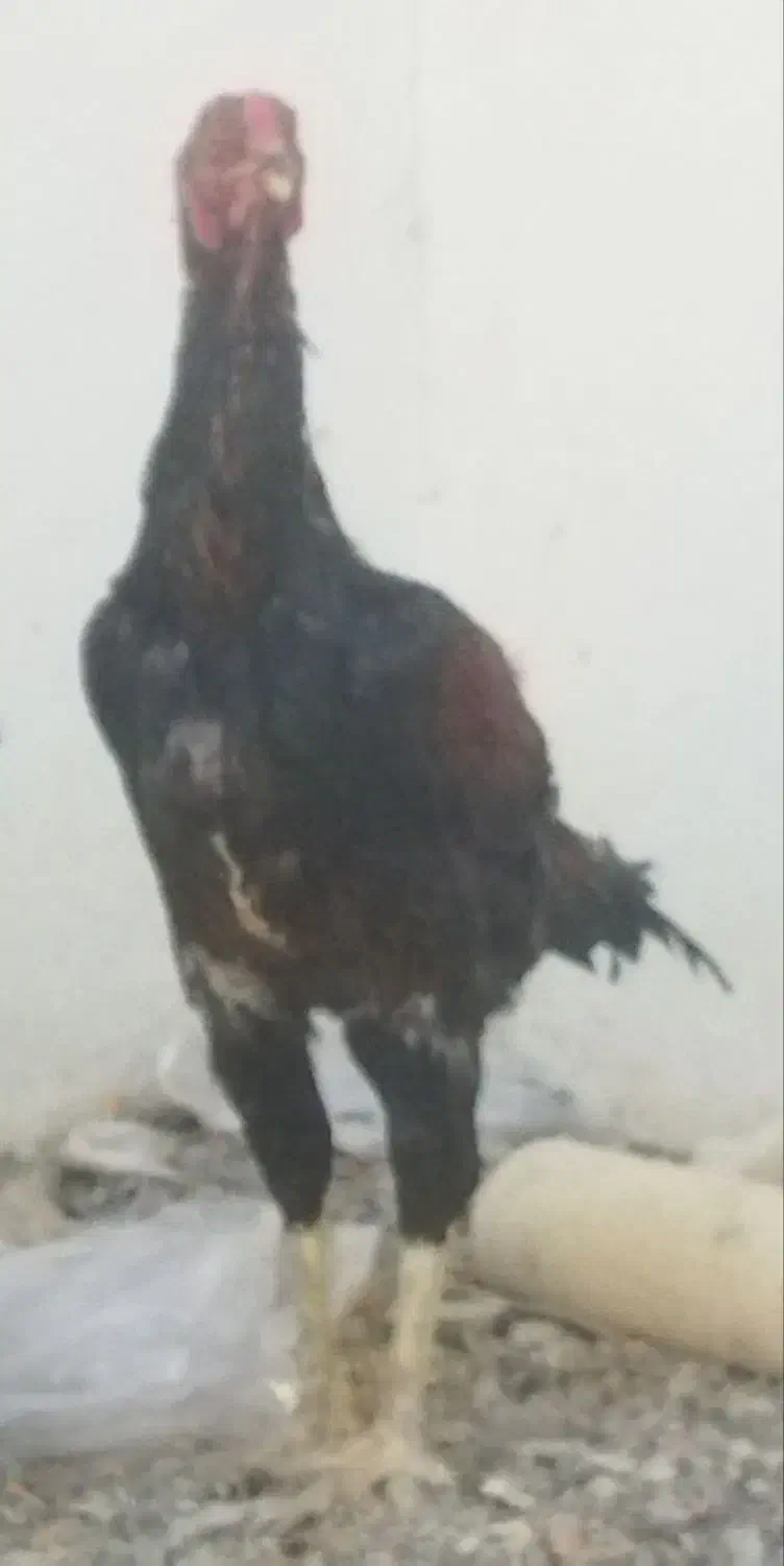 یک خروس لاری یا دو تا مرغ لاری|حیوانات مزرعه|تربت‌حیدریه, شهید قرنی|دیوار