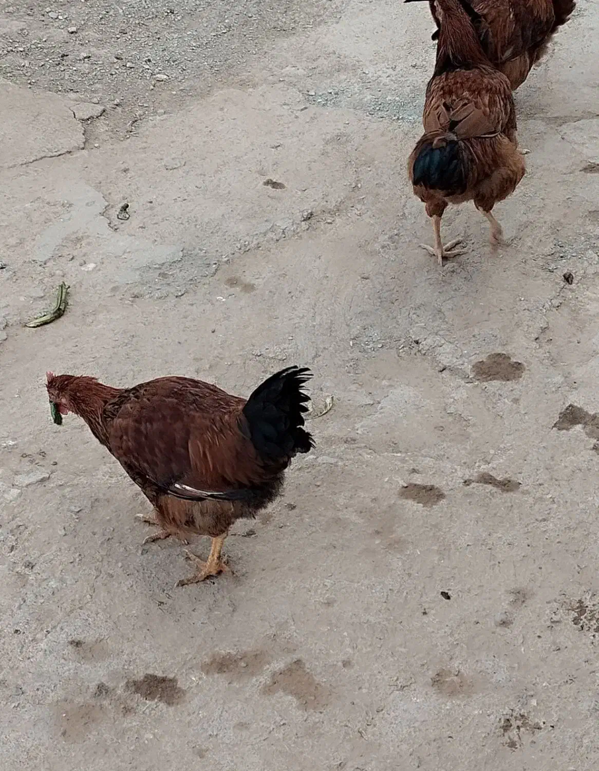 فروش خروس|پرنده|قیدار, |دیوار