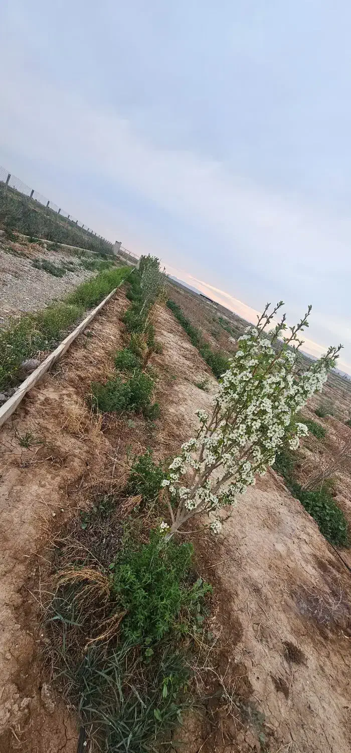 زمین باغ گلخانه قیمت استثنایی|فروش زمین و ملک کلنگی|گرمسار, |دیوار