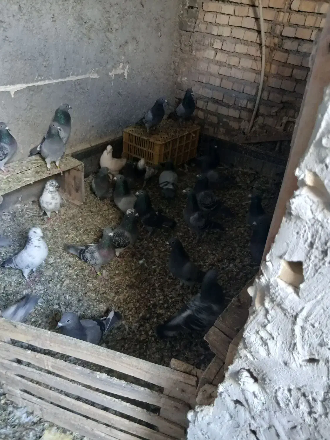 کبوتر پلاکی|پرنده|خرمشهر, |دیوار