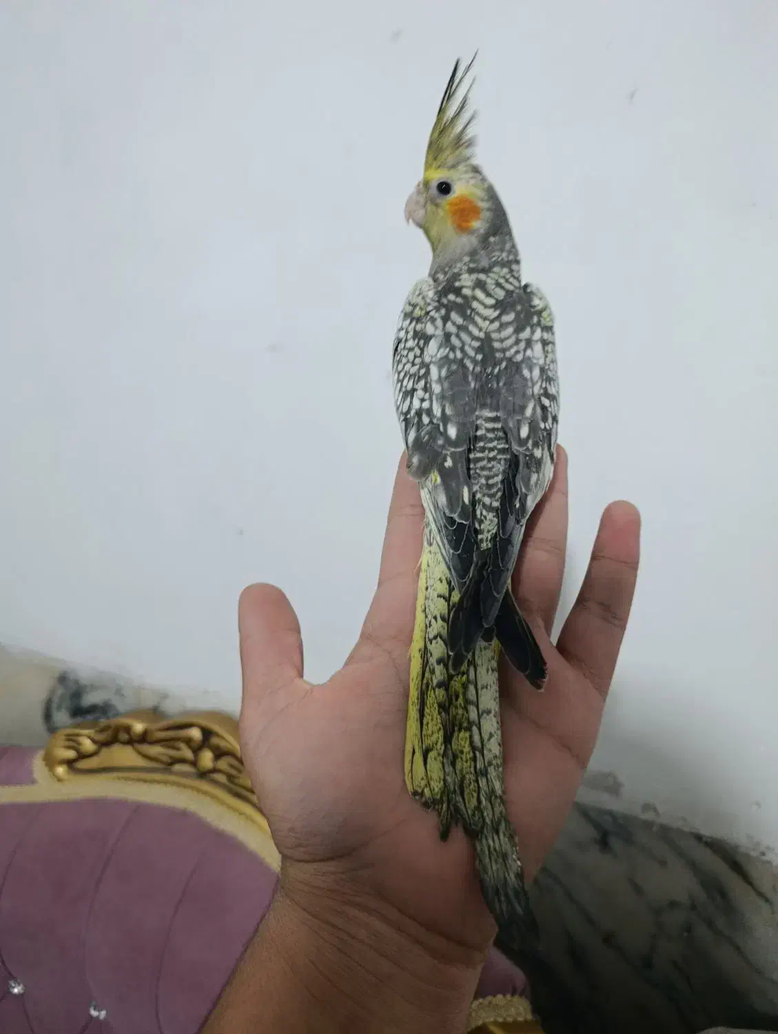 عروس هلندی فول دستی|پرنده|زاهدان, |دیوار