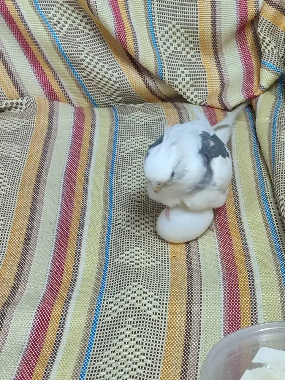 طوطی عروس آلبینو دوکت گمشده به اسم مروارید|حیوانات|قم, باسکول|دیوار