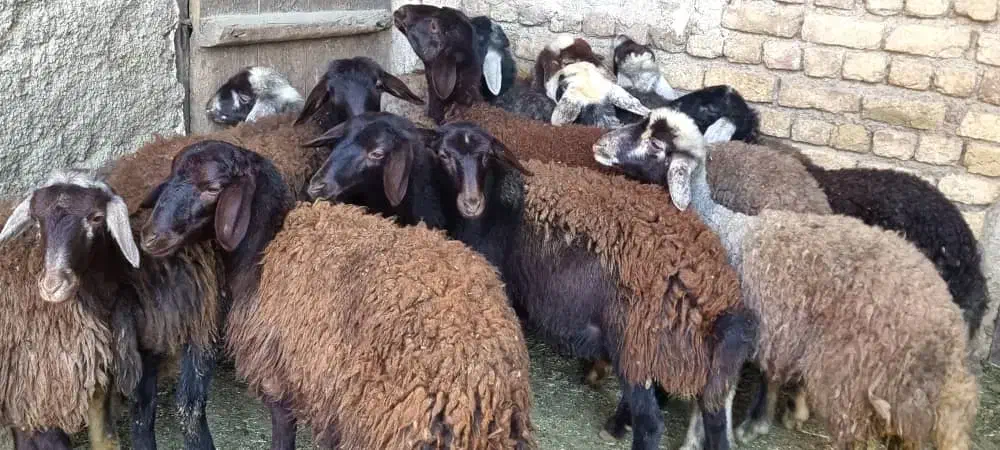 بره ماده...|حیوانات مزرعه|بهشهر, |دیوار